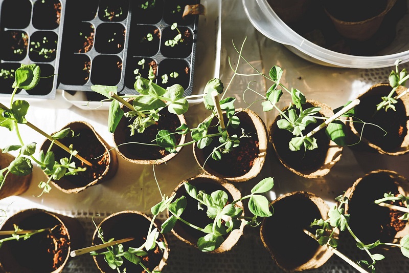 potting-bench-seedlings