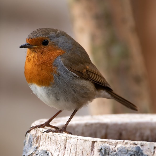 robin-bird-table